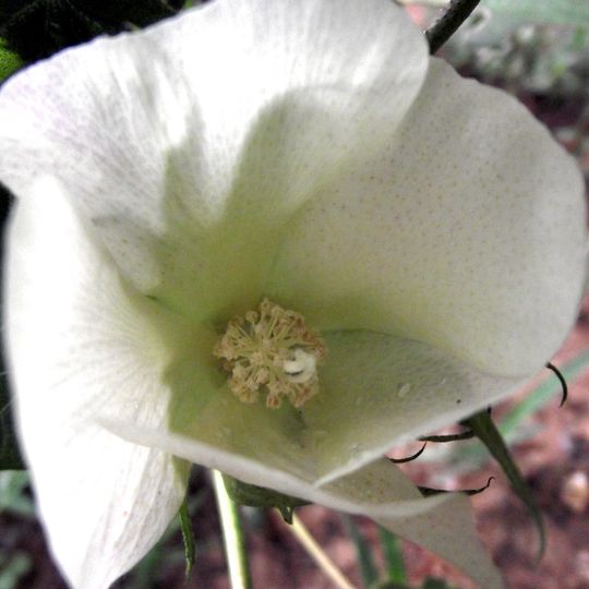 Giardino botanico tessile