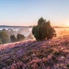 Lüneburger Heide