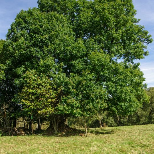 Jasan v bývalé Dolní Vsi