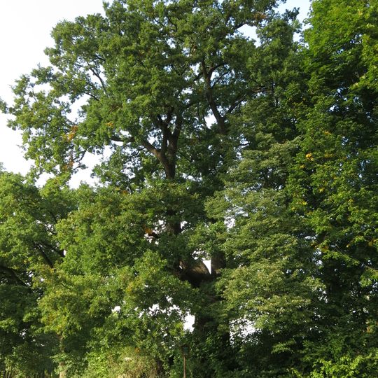 Dub v Bezděkovském parku