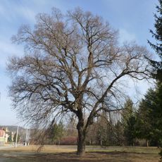 Lípa srdčitá v Řečkovicích