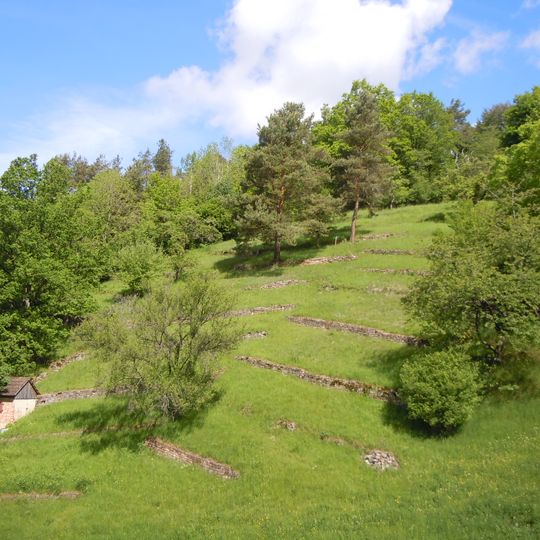 Neuhalde Schwarzer Streifenfarn