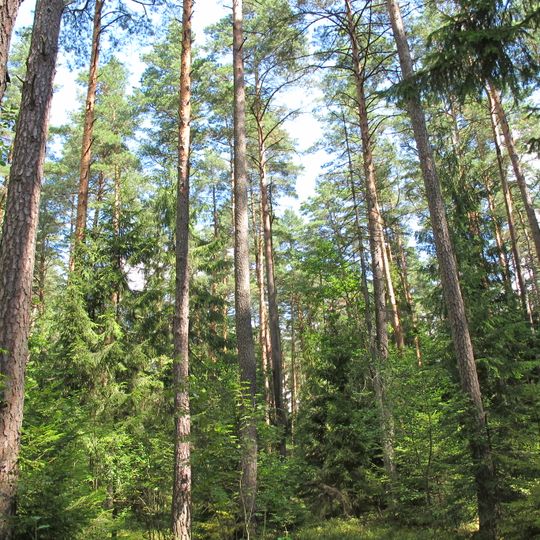 Nature reserve Wielki Las