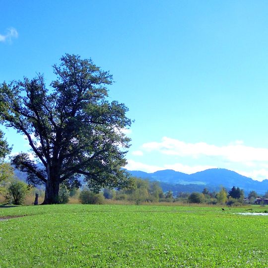 Eiche, mittelsteinzeitliche Ufersiedlung