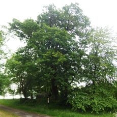 Dub v Oprostovicích