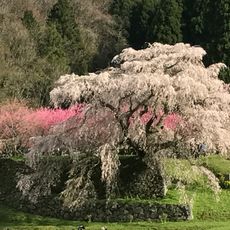 Matabei-zakura