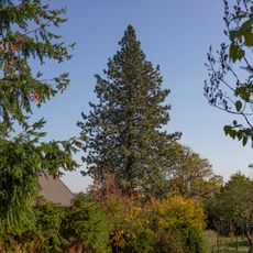 Borovice těžká v Pyšelích