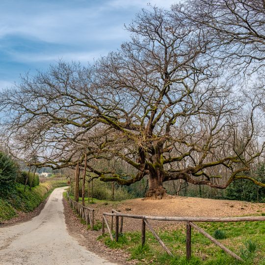 Quercia delle Streghe