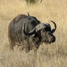 Mabula Game Reserve
