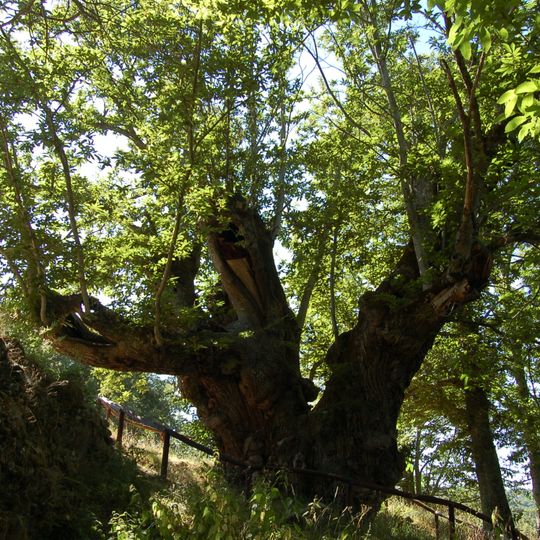 Castiñeiro de Pumbariños