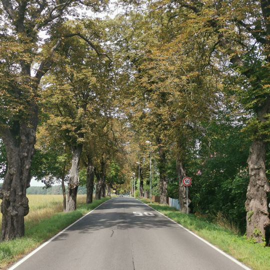 Naturdenkmal Kastanienallee in Oderin