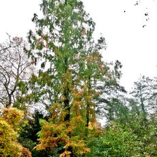 Naturdenkmal  [[Mammutbaum]]-[[Urweltmammutbaum]] (''Metasequoia glyptostroboides'')  Mühleninsel,vom Ostrower Damm ausLudwig-Leichhardt-Steg überqueren,Baum links am Mühlgraben stehend in Mitte