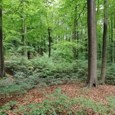 Wildwald Voßwinkel