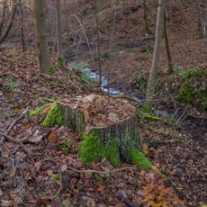 Jedle u Velké Bukové