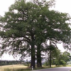 Duby u Pavlíkovy hájovny