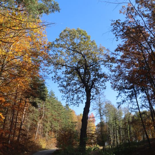 Dub u hájovny Kadečka