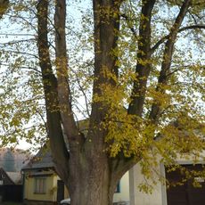 Lípa velkolistá a lípa srdčitá