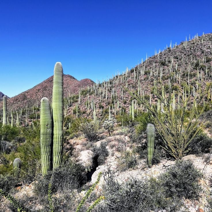Sonoran Desert Museum