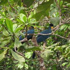 Parque Nacional Moukalaba-Doudou