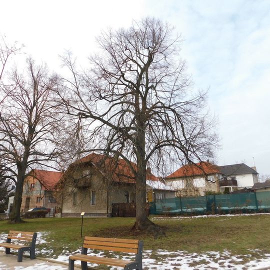 Lípa presidenta Edvarda Beneše u školy v Lánech
