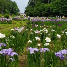 吹上しょうぶ公園