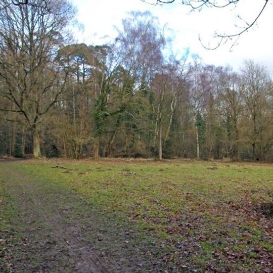 Whippendell Wood