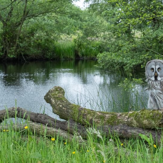 Gauntlet Birds of Prey