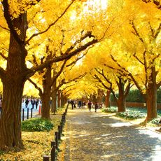 Meiji Shrine Outer Garden