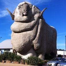 Big Merino
