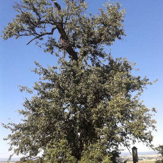 Hrušeň u Lusthózu