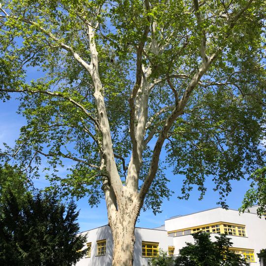 Platane Wilhelmshöhe