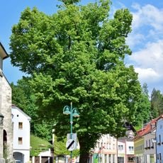 Große Linde in Losenstein