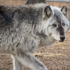 COLORADO WOLF AND WILDLIFE CENTER