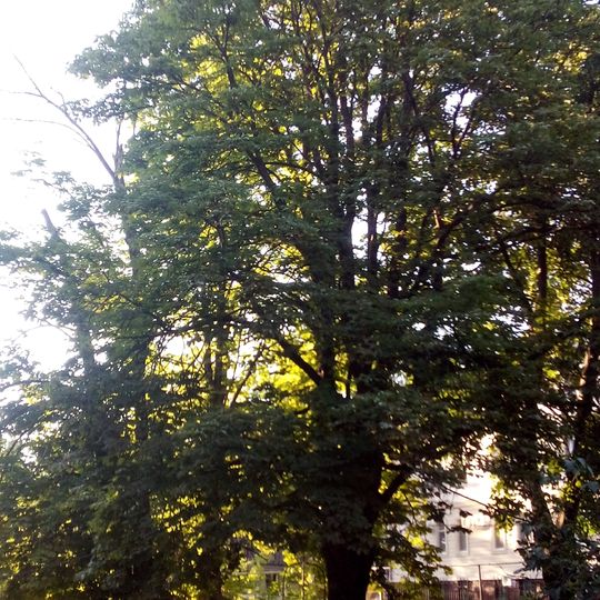 Каштан кінський звичайний