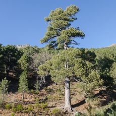Black pine "Aprisquillo" in La Adrada