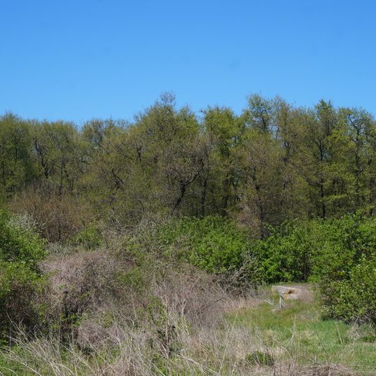 Acacia wood Starozbur'yivskyy