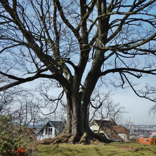 Spitzahorn auf dem Galgenberg