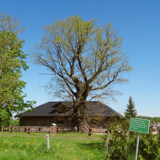Gudlaukis oak