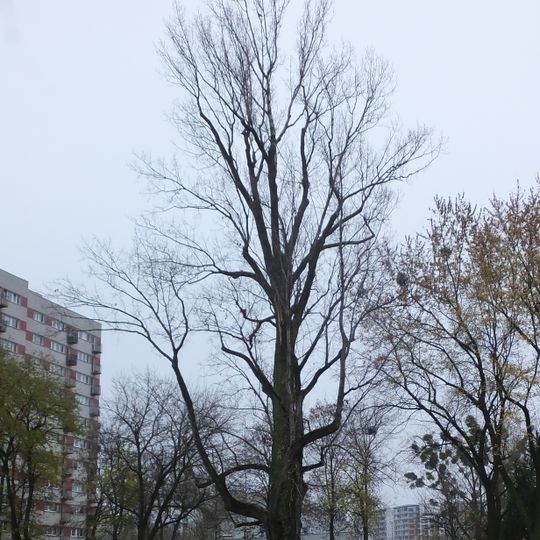 Topola czarna na warszawskich Bielanach