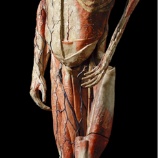Museum of Medicine