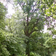 Dub u rybníka Krylovec