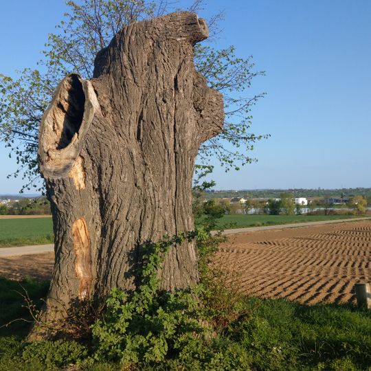 Linde am Esslinger Weg
