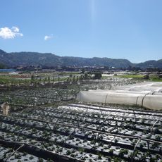 La Trinidad Strawberry Farm