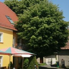 Winterlinde am Hauseingang Gasthof Großkmehlen