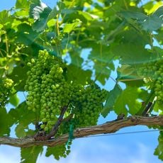 Cannon Creek Vineyard