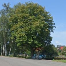 Lípa Vladimíra Šišáka