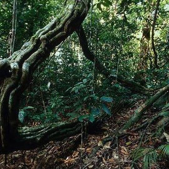 Parco nazionale di Bukit Lambir