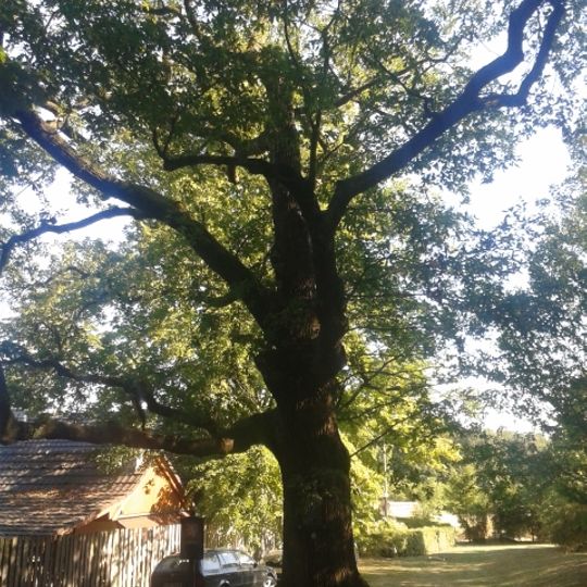 Dub zimní u Vavřového