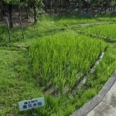 Nabatake Site