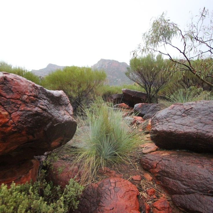 Ikara-Flinders Ranges nationalpark